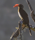Tockus alboterminatus